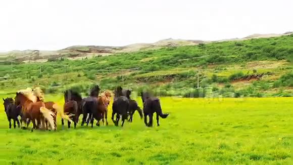 在绿色的田野里奔跑的马群视频的预览图