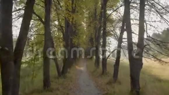 阳光透过森林树木照射从下面的摄像头树间的太阳视频的预览图