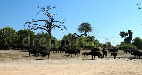 布法罗角博茨瓦纳野生动物视频的预览图