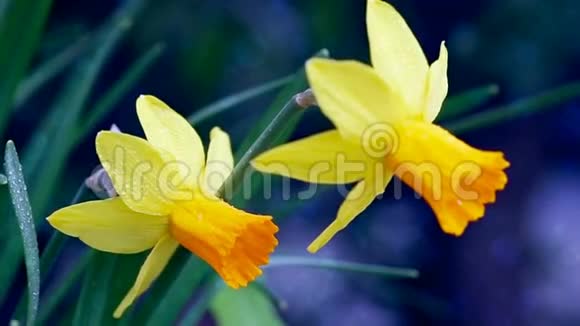 春暖花开的水仙黄花上的宏景视频的预览图