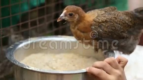 小鸡被关在笼子里吃碗里的种子视频的预览图