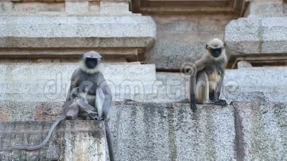 可爱的猴子坐在印度村庄汉比的庙宇前视频的预览图