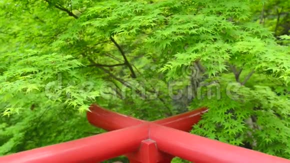 大风天绿枫树在红色的摇篮上视频的预览图