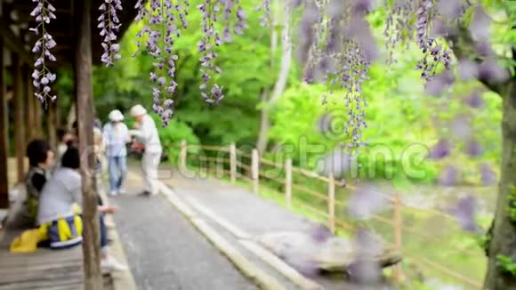 日本九州花园紫藤隧道桁架视频的预览图