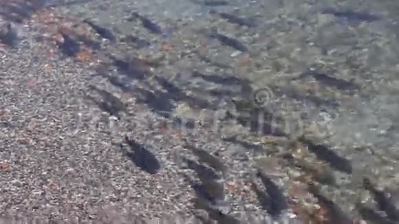 小鳟鱼在科莫湖游泳视频的预览图