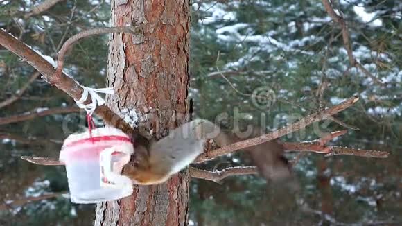 松鼠把种子从喂食器里拿出来吃在松枝上视频的预览图