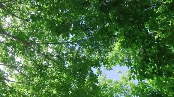 向上看透过生机勃勃的树冠叶在微风中摇曳同时轻轻地与太阳一起旋转穿过树叶视频的预览图
