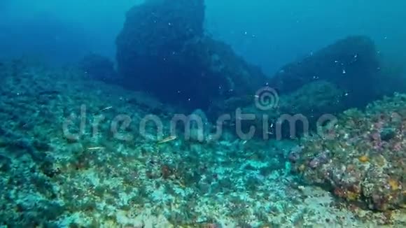 西班牙马洛卡水下潜水孤独的格鲁珀尔视频的预览图