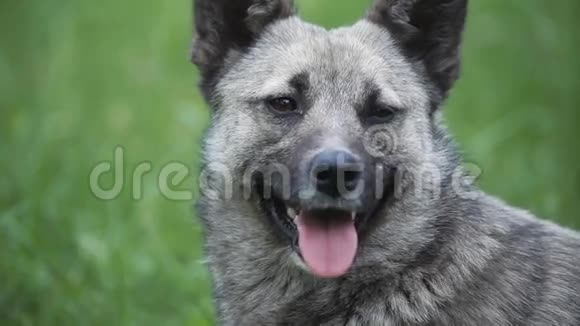 灰狗的肖像伸出舌头视频的预览图