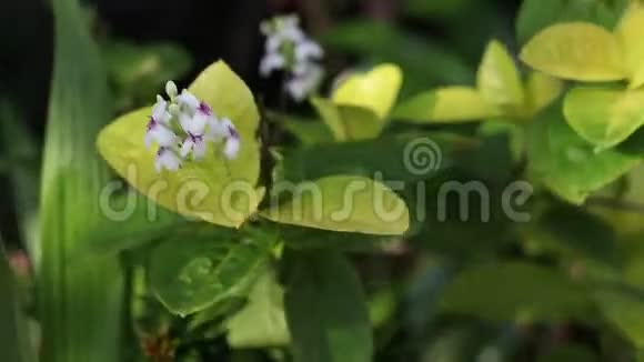 印度尼西亚巴厘岛的热带异国植物和花卉日光晴天特写植物绿色背景视频的预览图