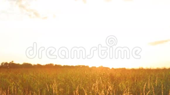 男女牵手麦田走进美丽的夕阳视频的预览图