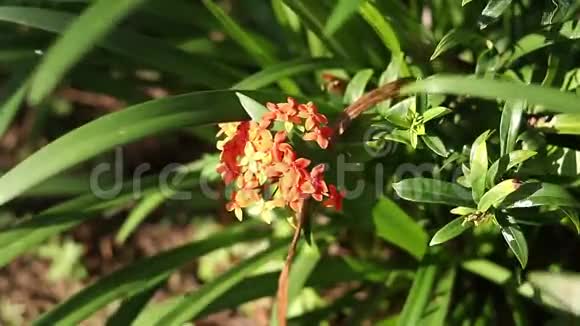 印度尼西亚巴厘岛的热带异国植物和花卉日光晴天特写植物绿色背景视频的预览图