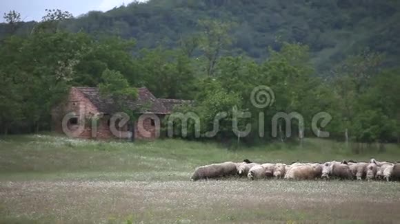 草地上的一群羊视频的预览图