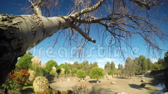 干树与大自然4K超高清视频的预览图