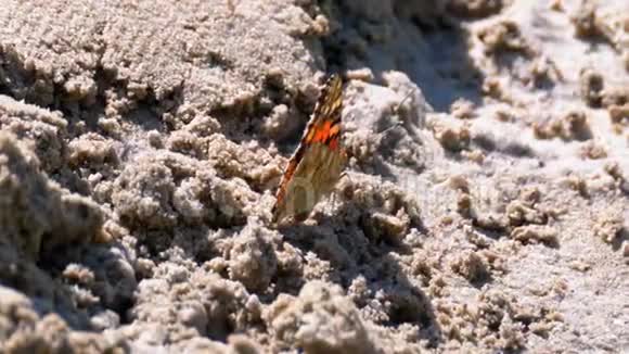 美丽的蝴蝶和橙色翅膀正坐在沙滩上视频的预览图