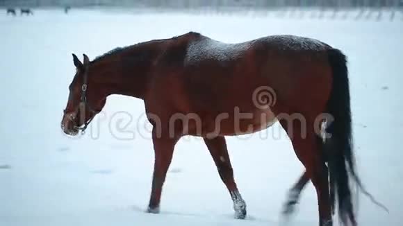 冬田深棕色的马视频的预览图