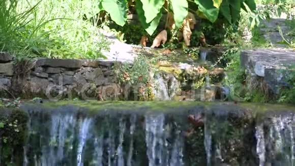 美丽的背景与瀑布和植物视频的预览图