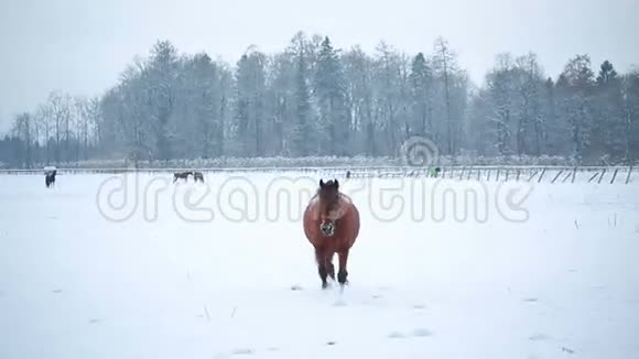 冬田深棕色的马视频的预览图