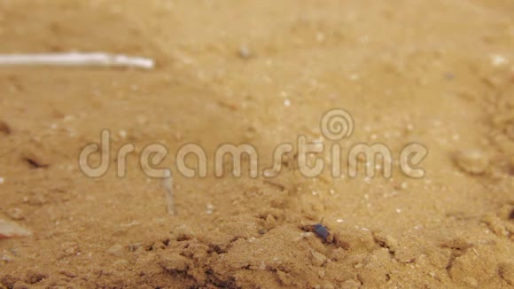 沙漠甲虫站在一堆干沙上慢慢移动触角然后它开始穿过干燥的沙子视频的预览图