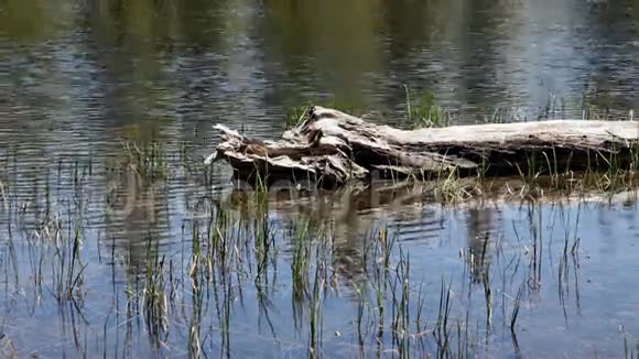 约塞米蒂公园湖中的原木和芦苇视频的预览图
