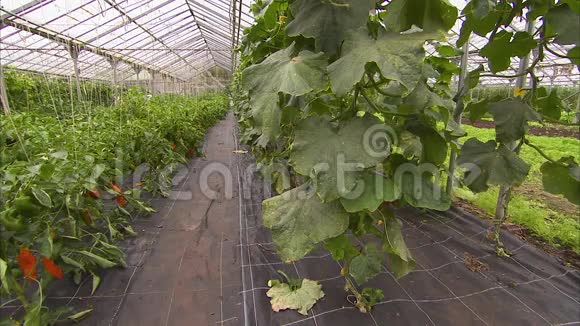 温室里健康的蔬菜视频的预览图