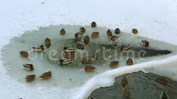 一群鸭子在结冰的池塘里游泳视频的预览图