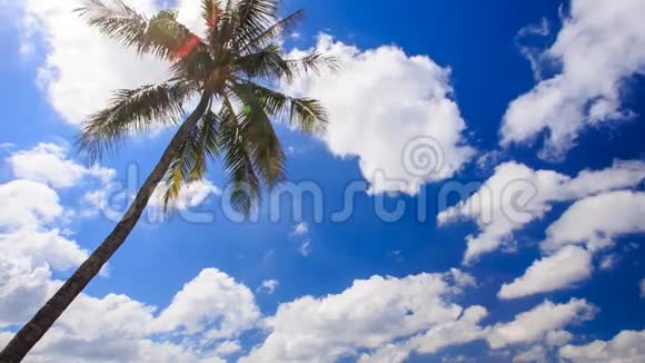 棕榈树与白积云对抗视频的预览图