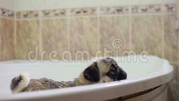 厕所里的狗洗衣服的狗Pug视频的预览图
