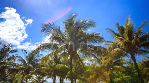 在蓝天碧海的映衬下城市公园中的大棕榈视频的预览图