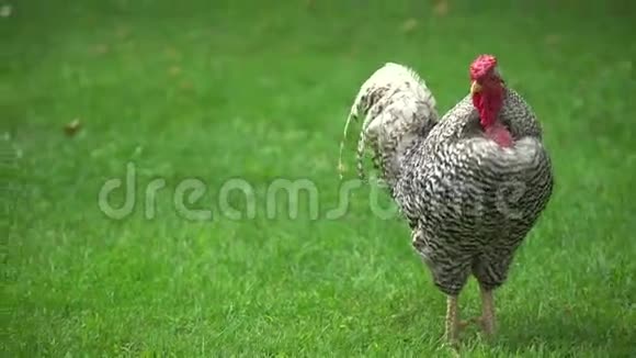 美丽的公鸡站在新鲜的草地上视频的预览图