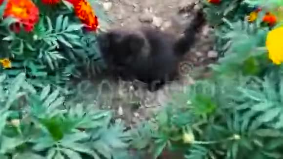 黑猫在一张花床上视频的预览图