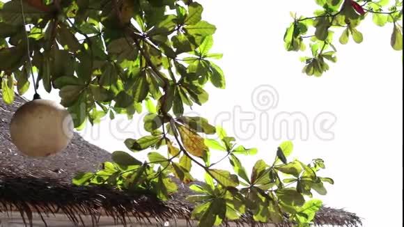 挂在海滩上的热带树上的灯后面有绿色植物印度尼西亚巴厘热带岛屿萨努尔海滩视频的预览图