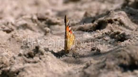 美丽的蝴蝶和橙色翅膀正坐在沙滩上视频的预览图