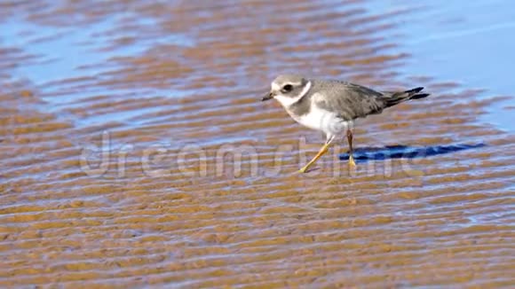 一只小鸟夏拉德里乌斯沿着河沙滩的浅滩散步鸟寻找昆虫幼虫和视频的预览图