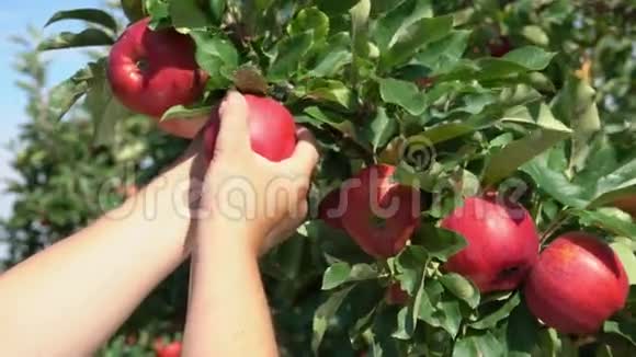 用成熟的苹果把一只手撕裂的树枝特写视频的预览图