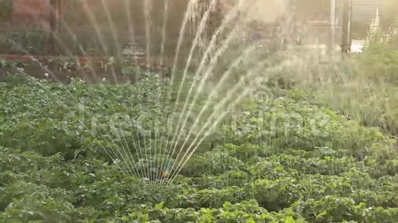 马铃薯床浇水喷水喷头在农场工作有机天然马铃薯丛视频的预览图