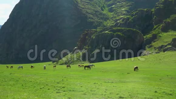 马和马走在绿草上山地景观视频的预览图