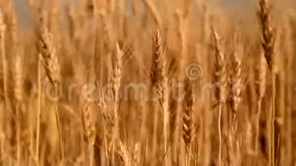 麦田一大片金色的麦子视频的预览图