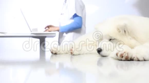 兽医诊所用注射器给狗注射疫苗视频的预览图