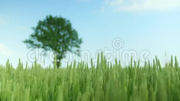 一片绿麦田与橡树的细节拍摄视频的预览图