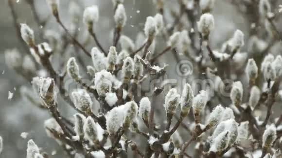 雪中树枝上的海霜视频的预览图