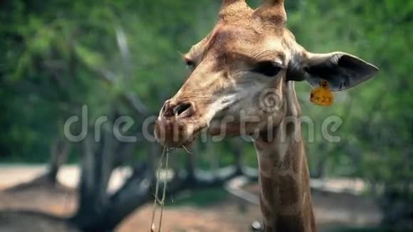 长颈鹿在保护区内咀嚼植物视频的预览图