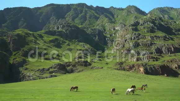 马和马走在绿草上山地景观视频的预览图