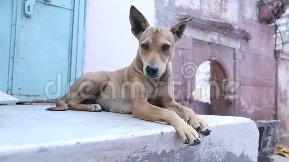 狗躺在Jodhpur印度房子前面的墙上视频的预览图
