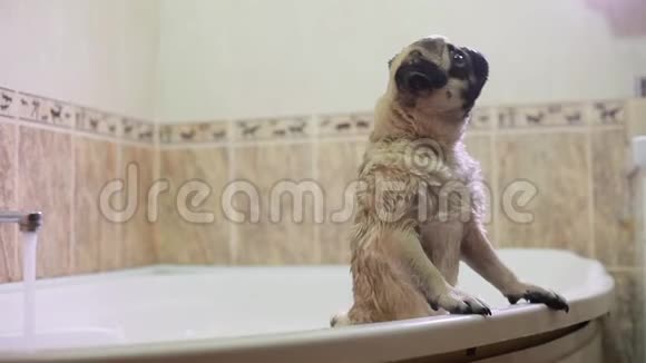 厕所里的狗洗衣服的狗Pug视频的预览图