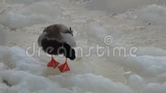 野鸭冰景视频的预览图