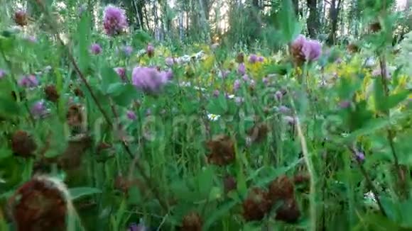 相机在茂密的草地和野花上以稳定的姿态移动林中的一片小空地视频的预览图