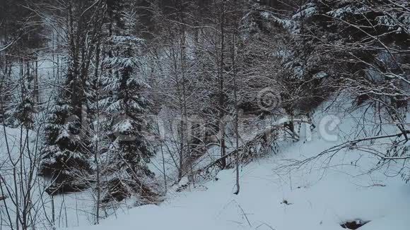 冬季景观冬季森林冬季景观背景空间景观冬季景观视频的预览图