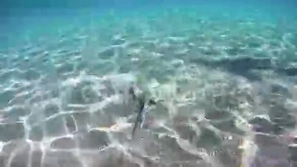 埃及红海珊瑚礁上的星状水下视频的预览图