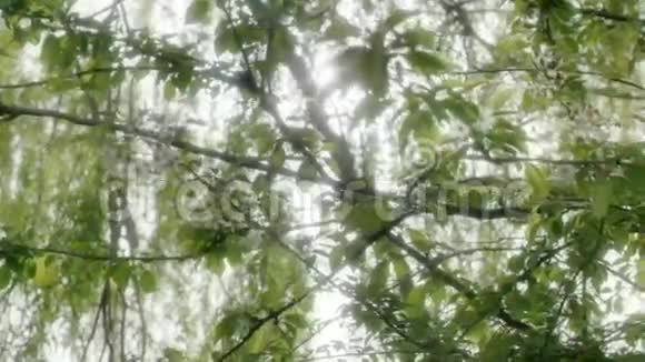阳光透过树叶闪闪发光视频的预览图